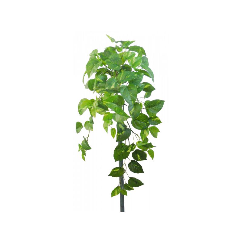 Green Pothos Hanging Bush x 8 - 66cm
