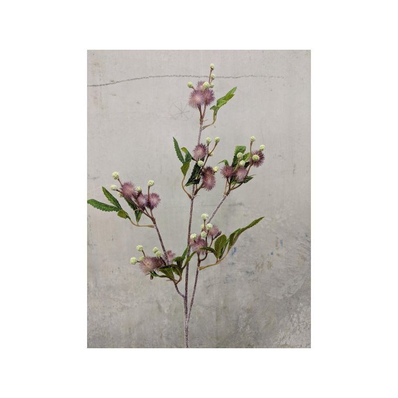 Purple Blackwood Wattle Acacia Melanoxylon Spray - 92cm