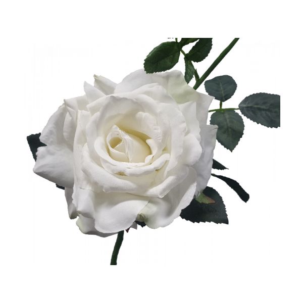 White Quiannie Queen Rose - 35cm