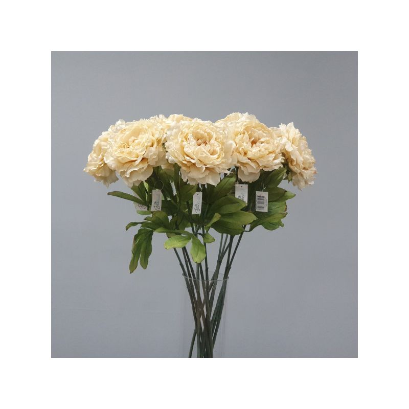 Cream Dried Peony Stem - 81cm