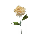 Load image into Gallery viewer, Cream Dried Peony Stem - 81cm
