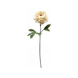 Load image into Gallery viewer, Cream Dried Peony Stem - 81cm
