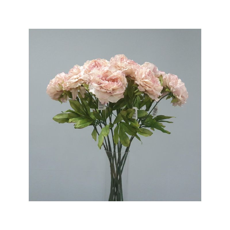 Light Pink Dried Peony Stem - 81cm