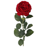 Load image into Gallery viewer, Red David Austin Rose - 70cm