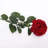 Load image into Gallery viewer, Red David Austin Rose - 70cm
