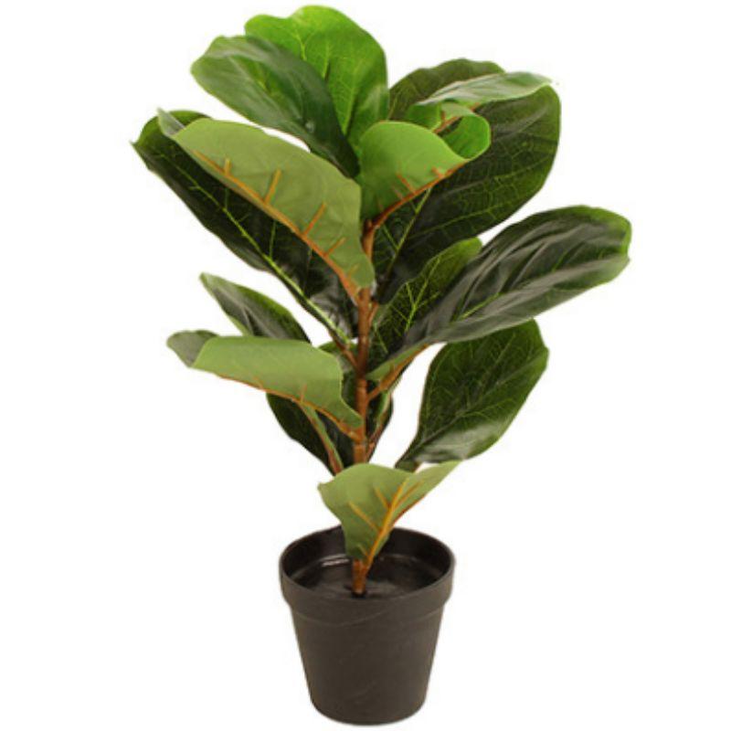 Potted Fiddle Leaf - 45cm