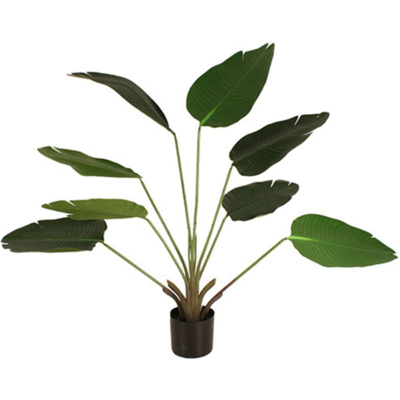 Potted Travellers Palm Plant - 115cm