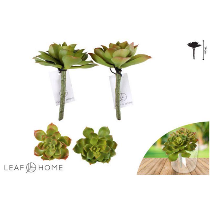 Eben Small Lotus Succulent - 14cm