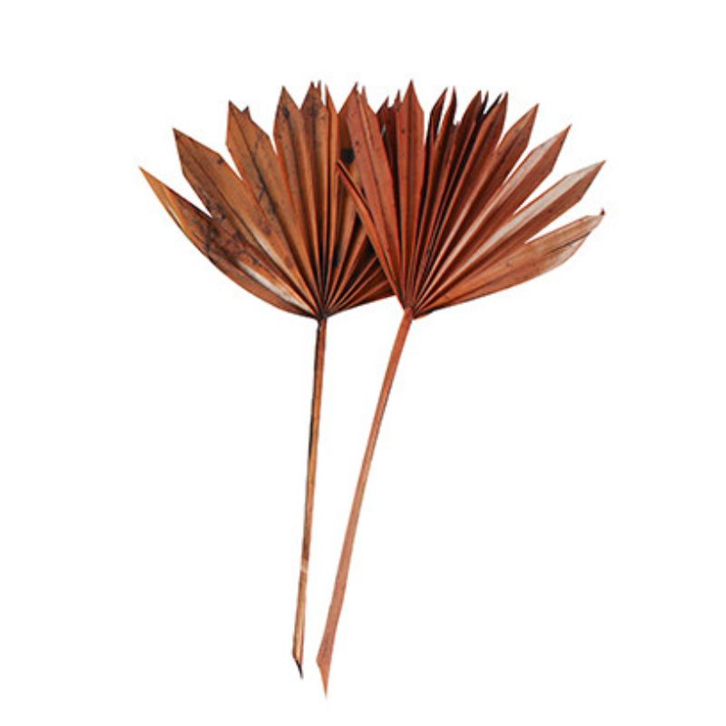 2 Pack Coffee Sun Spear - 55cm
