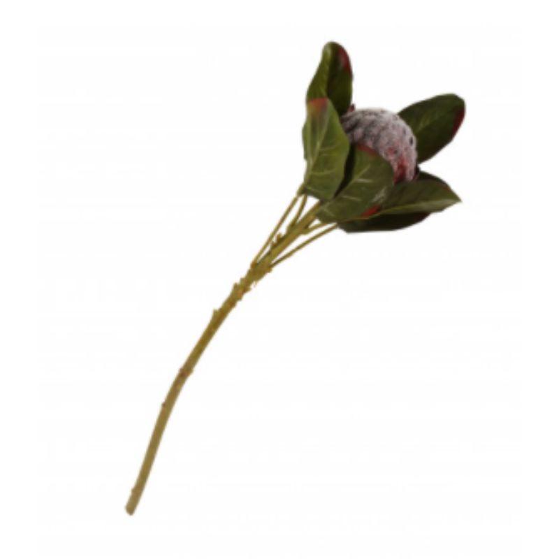 Deep Red King Protea - 50cm