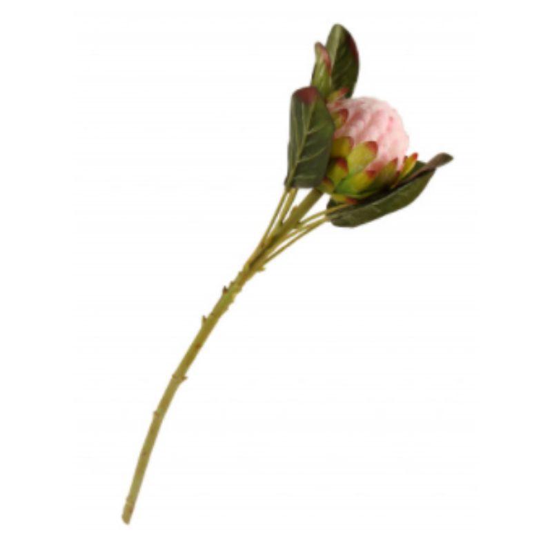 Pink King Protea - 50cm