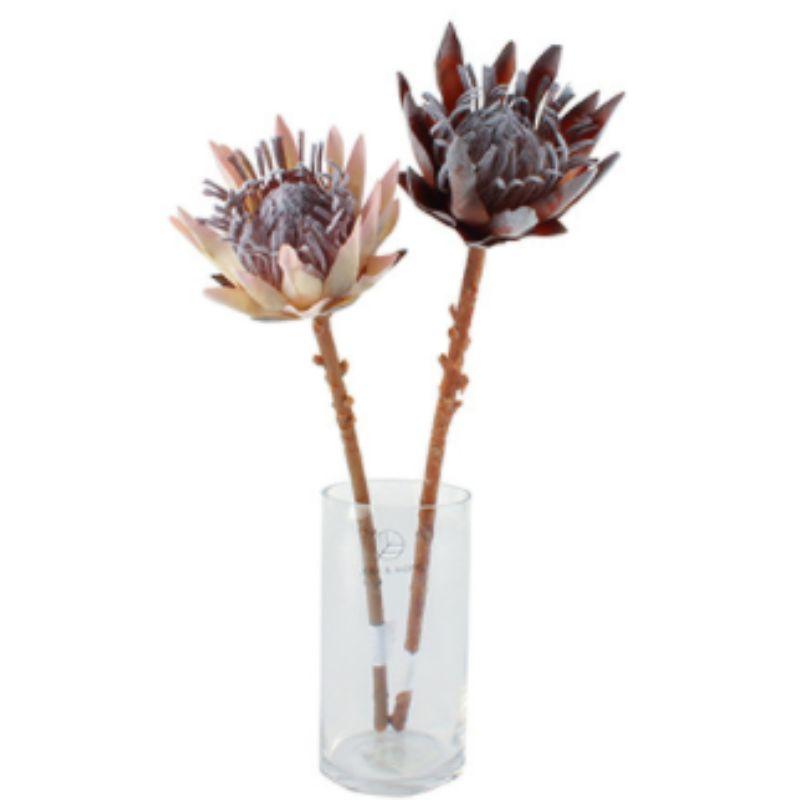 Dried Medium King Protea - 50cm