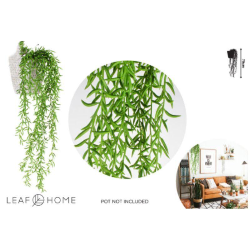 Alyssum Cascading Plant - 79cm