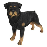 Load image into Gallery viewer, Standing Black Rottweiler Dog - 38cm x 30cm