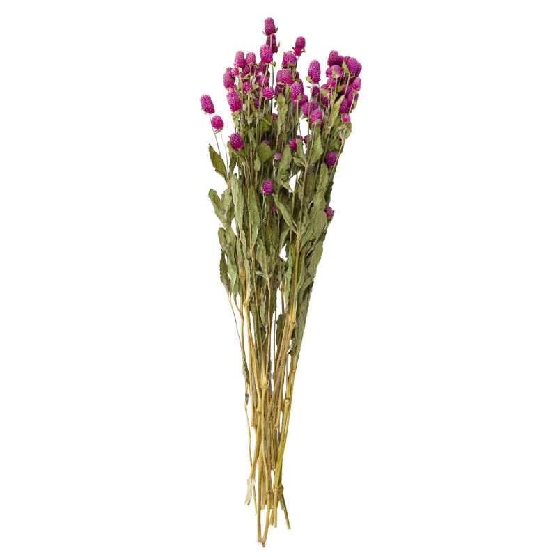 Wine Globe Flowers Dried 50-65cm