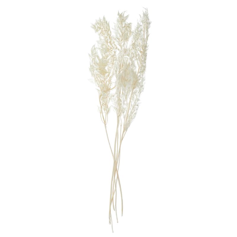 Ivory Ruscus Leaves Preserved - 50cm