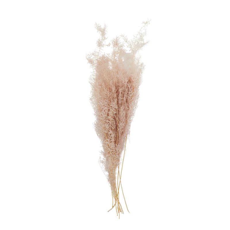 Pink Asparagus Bundle Preserved - 50cm