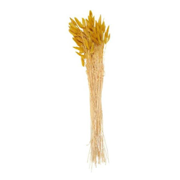 Mustard Lagurus Dried Bunch - 60cm