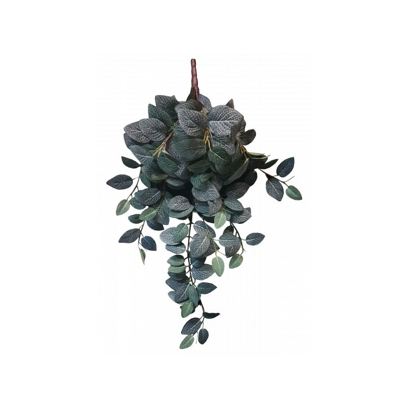 Green Fittonia Hanging Bush x 9 - 74cm