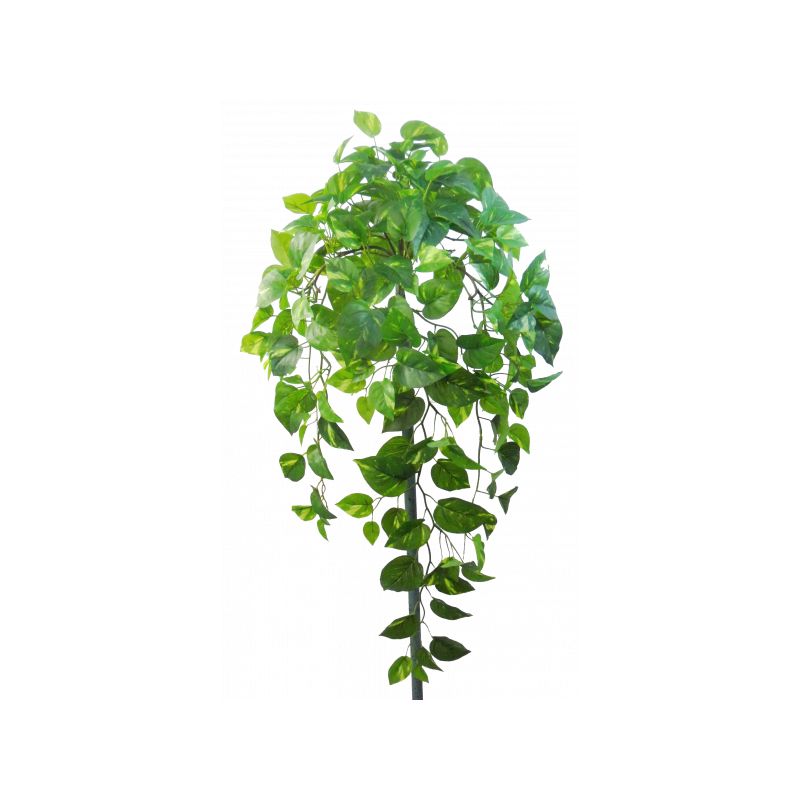 Green Hanging Pothos Leaf Bush x 10 - 85cm