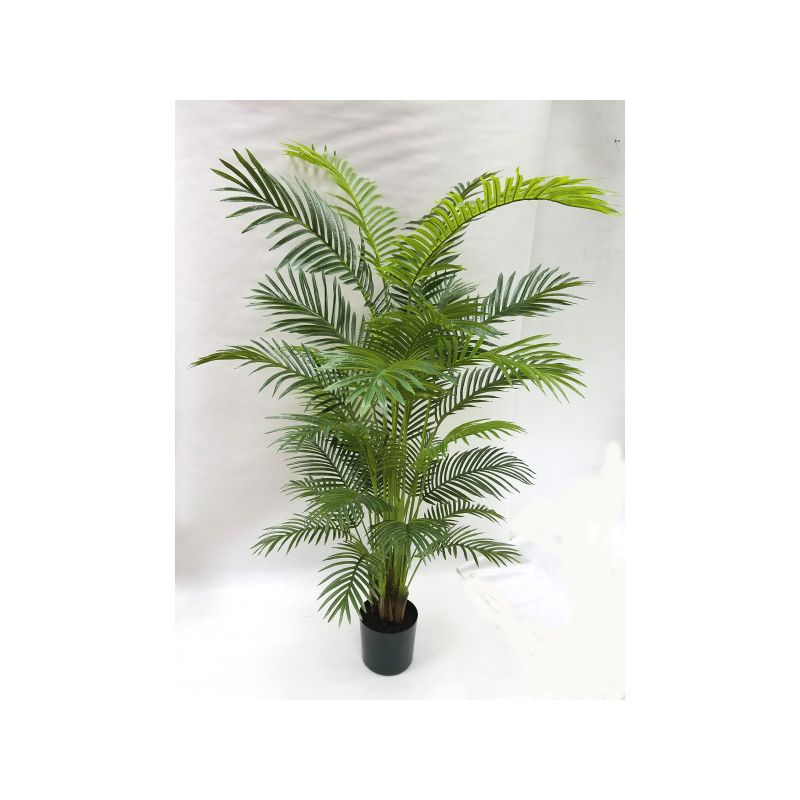 Golden Cane Palm in a Pot - 182cm
