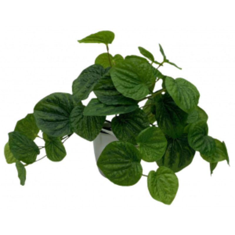 Hanging Peperomia in Pot - 35cm x 28cm