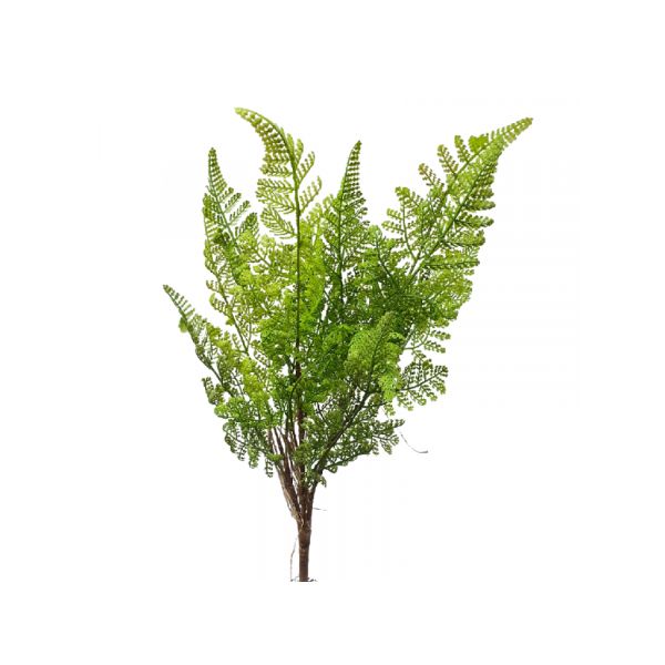 Green Lace Fern Bush - 55cm