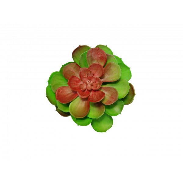 Succulent Large Flat - 14cm