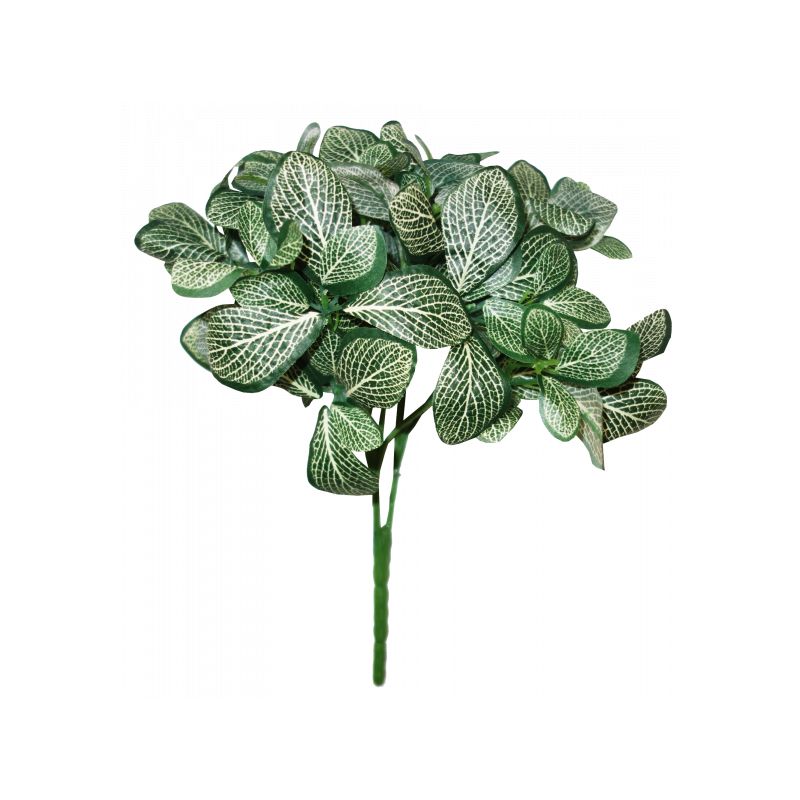 Green Peperomia 9 Leaf Bush - 30cm
