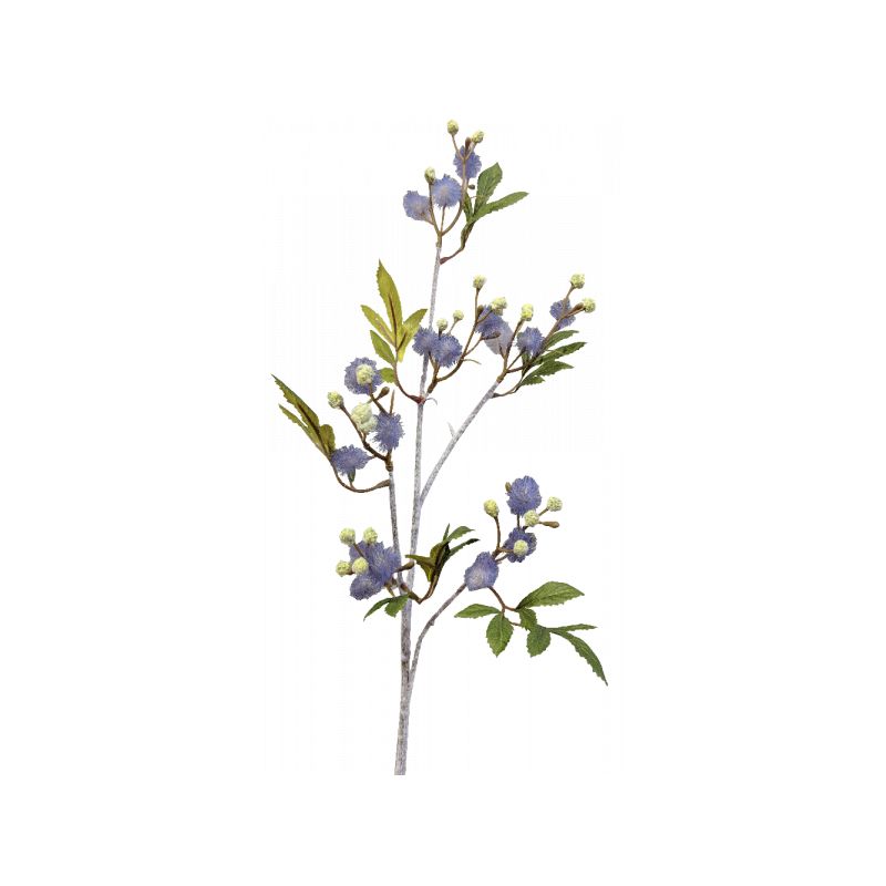 Blue Blackwood Wattle Acacia Melanoxylon Spray - 92cm