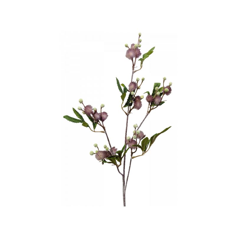 Purple Blackwood Wattle Acacia Melanoxylon Spray - 92cm