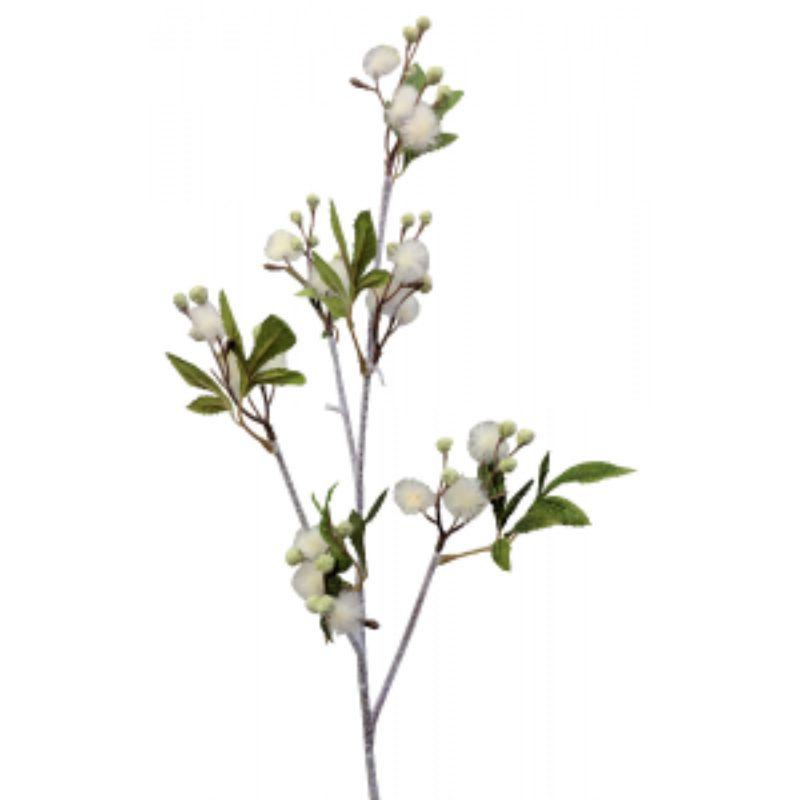Blackwood Wattle Spray - 92cm