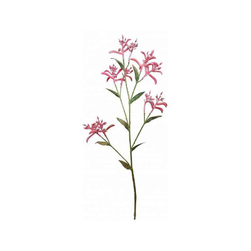 Red Peach Kangaroo Paw Spray - 74cm x 24cm