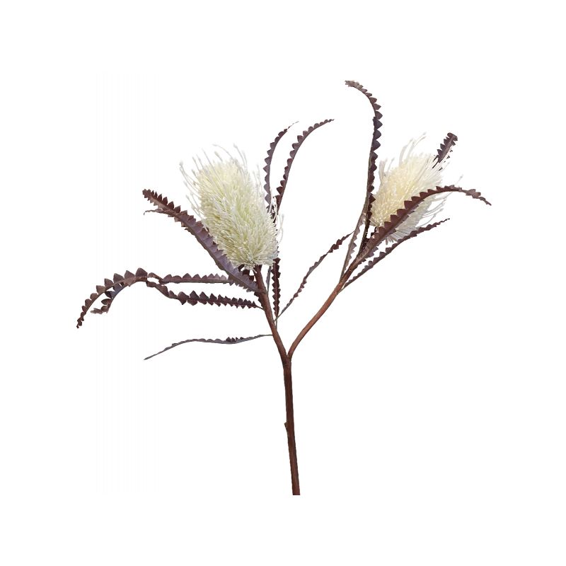 White Banksia by 2 - 73cm x 17cm