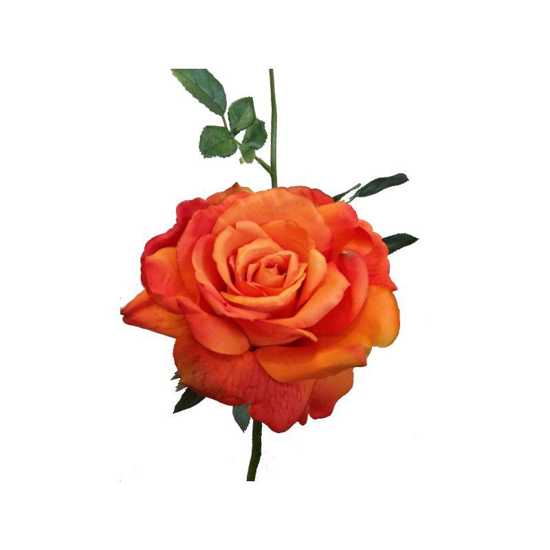 Orange Quiannie Rose - 35cm