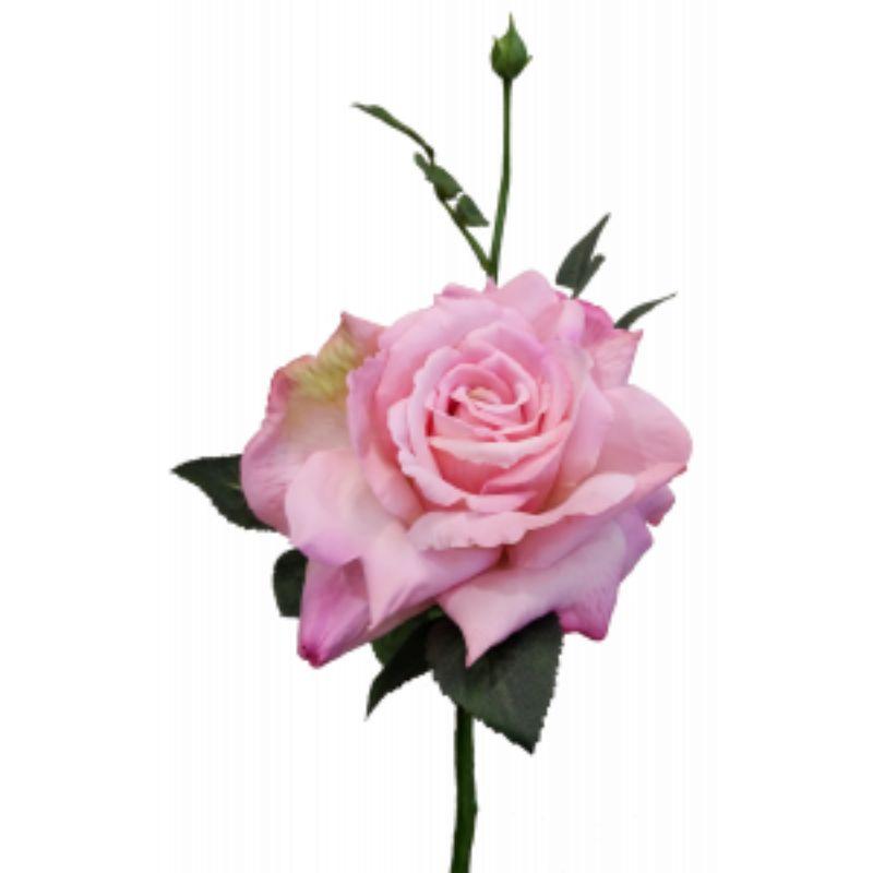 Pink Quiannie Rose - 35cm