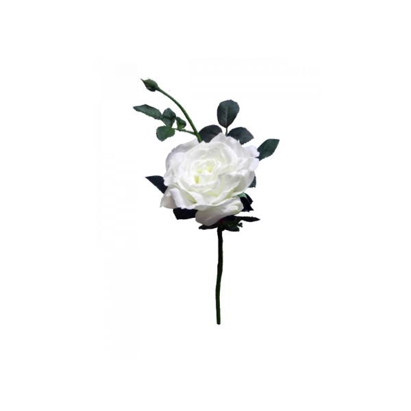 White Quiannie Queen Rose - 35cm