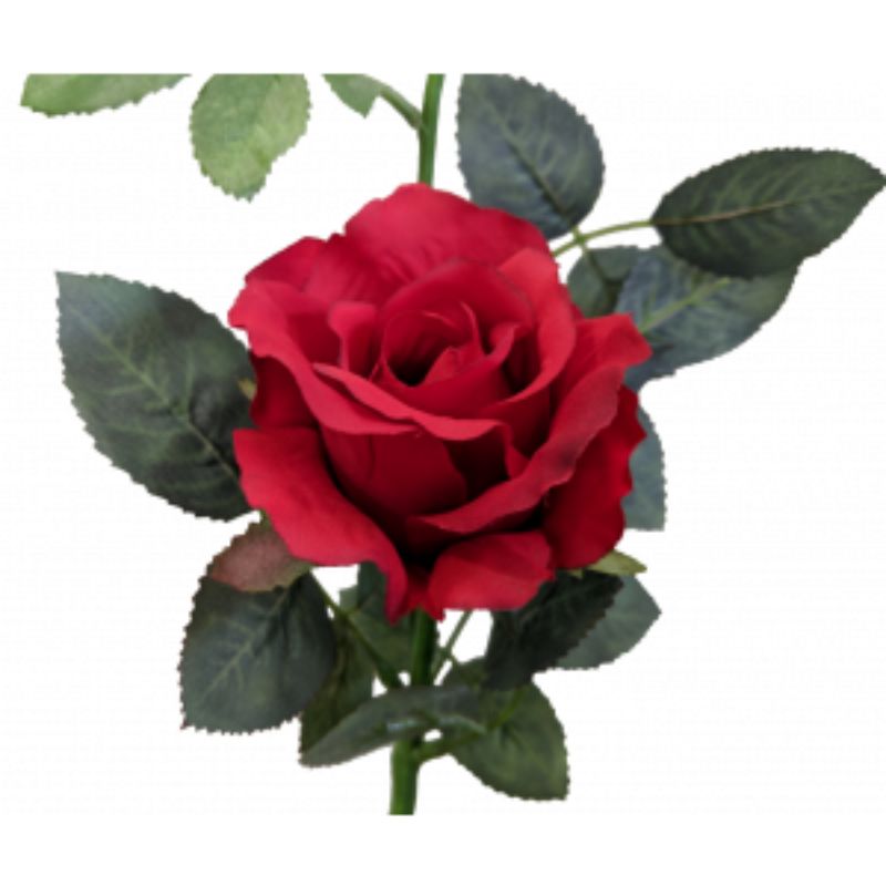 Red Alice Rose - 36cm
