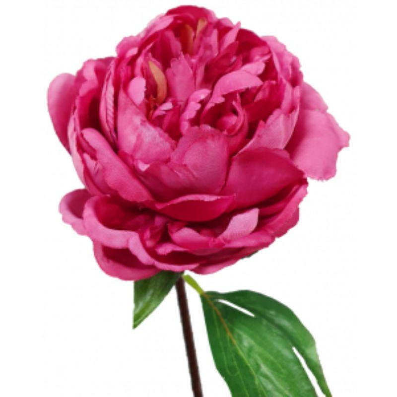 Raspberry Peony - 33cm