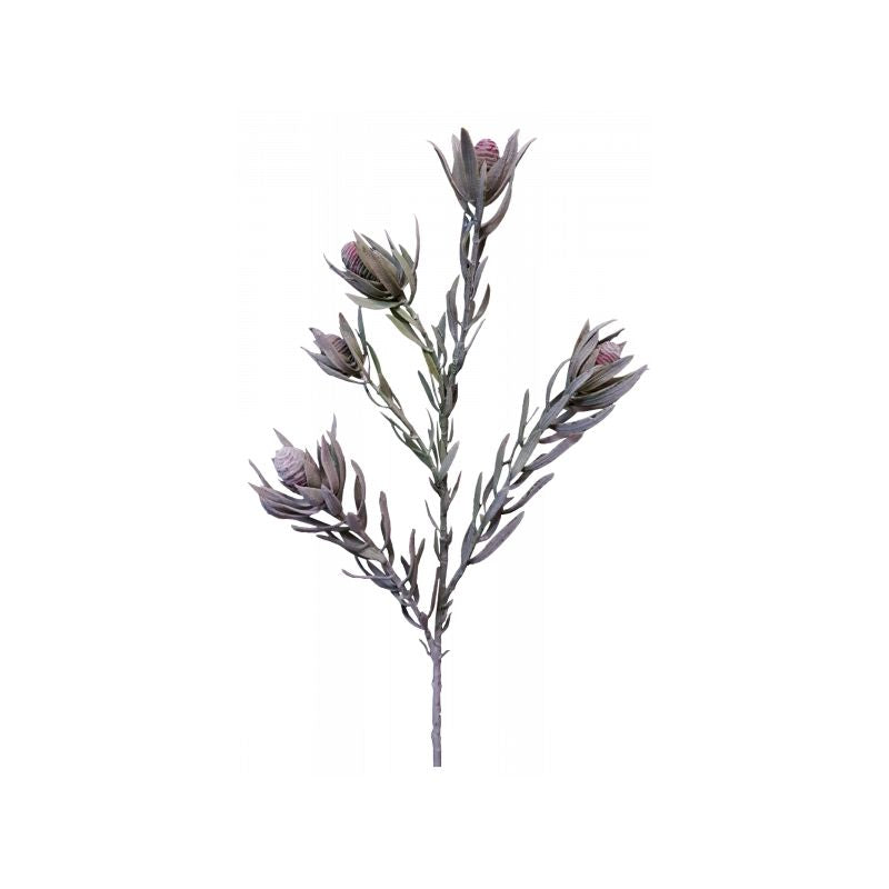 Burgundy Mini Protea Bud Spray x 5 - 77cm x 19cm