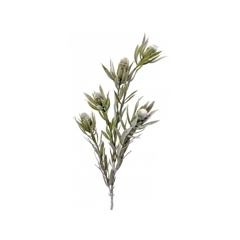Cream 77cm Protea Bud Spray by 5 - 77cm x 19cm