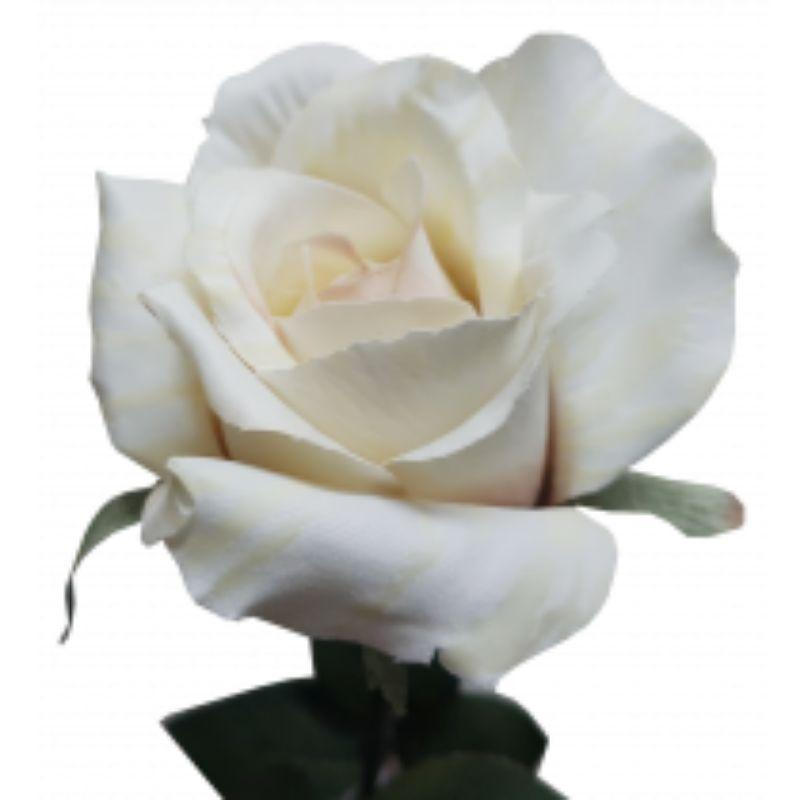 White Ecuador Rose - 67cm
