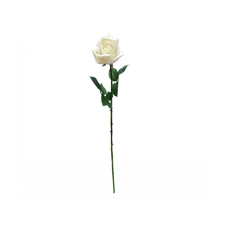 White Ecuador Rose - 67cm