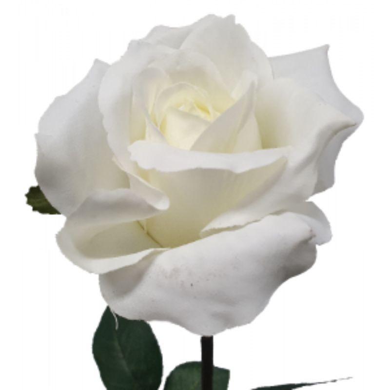 White Ecuador Rose - 67cm