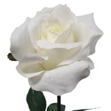 Load image into Gallery viewer, White Ecuador Rose - 67cm