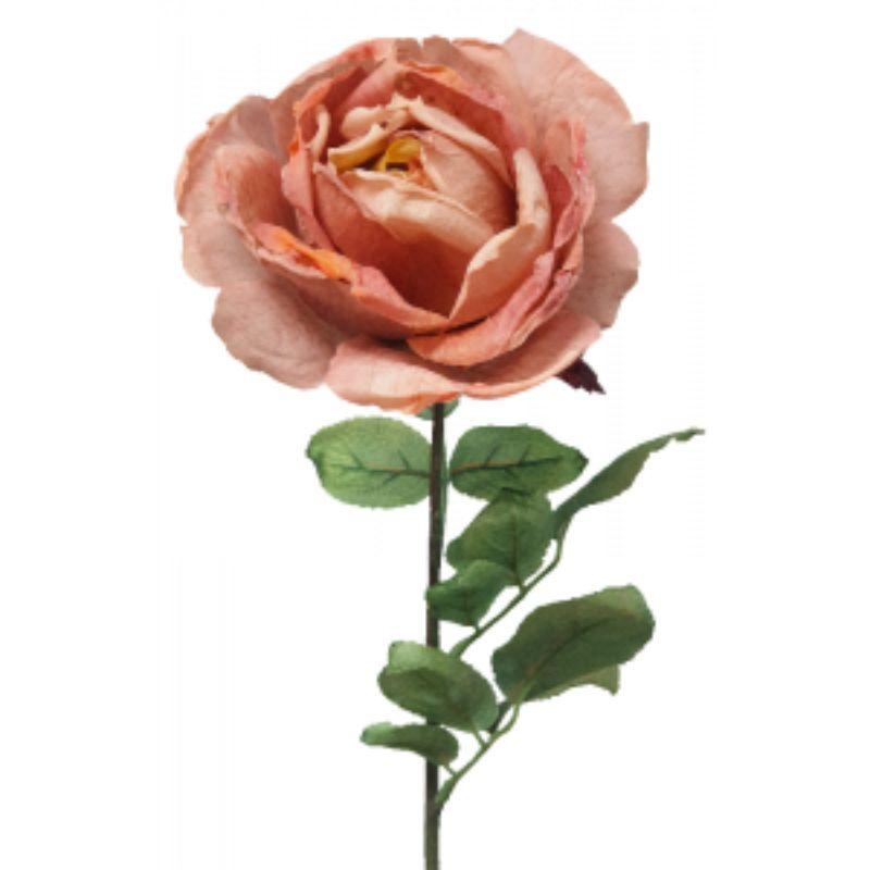 Peach Dried Rose 2 - 20cm x 71cm