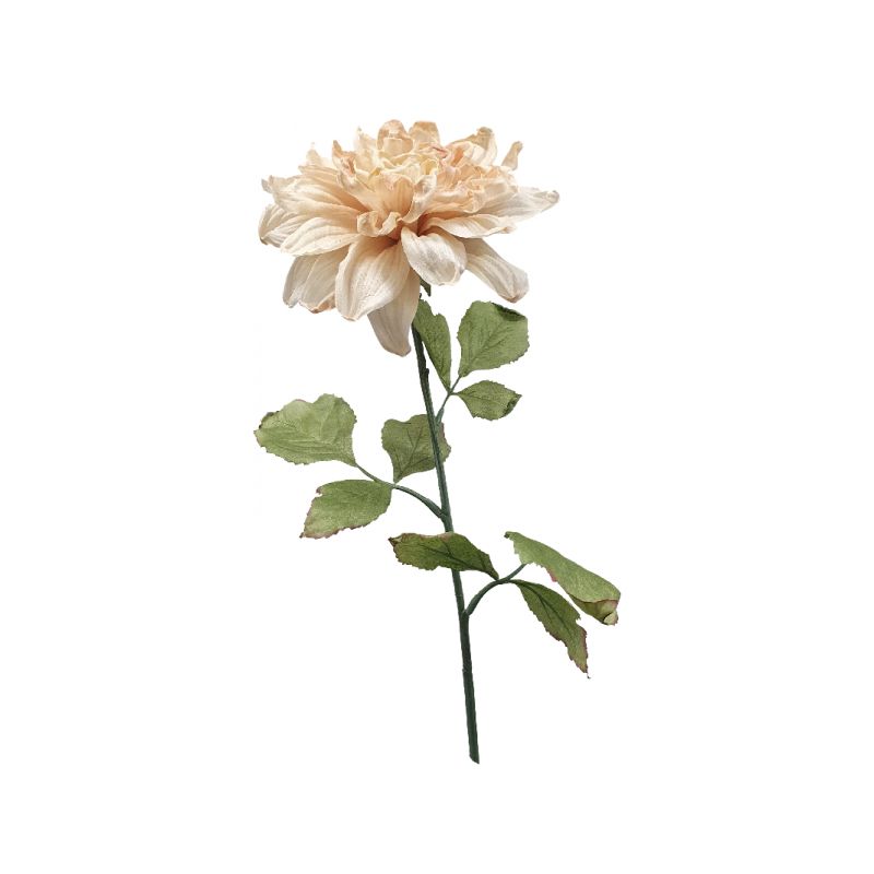 Dried Dahlia Flower - 69cm x 30cm