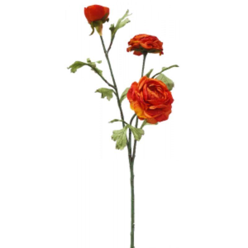 Orange Dried Ranunculus - 27cm x 72cm
