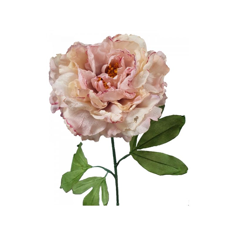 Light Pink Dried Peony Stem - 81cm