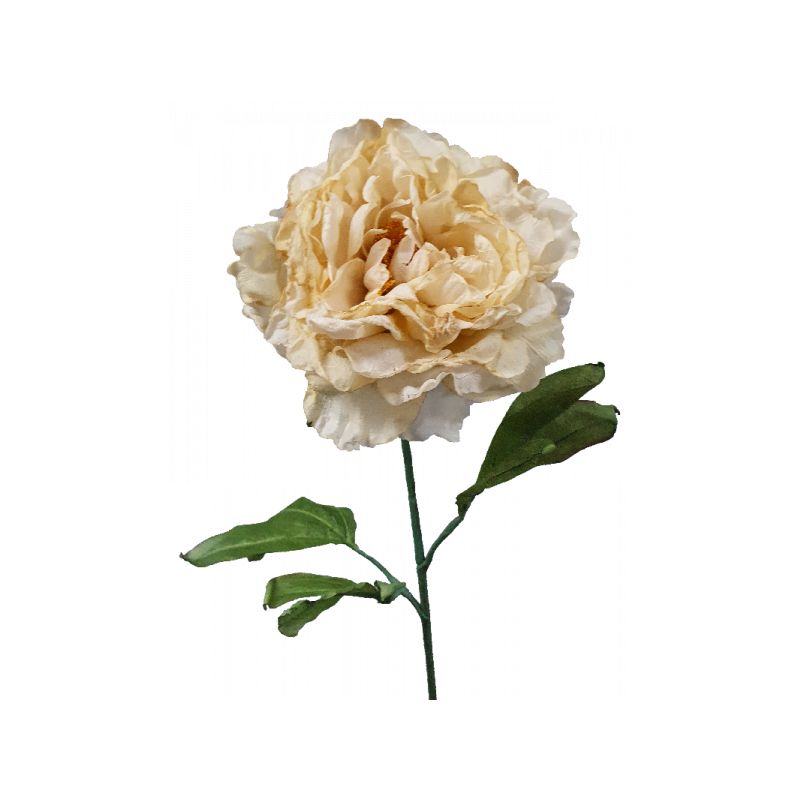 Cream Dried Peony Stem - 81cm